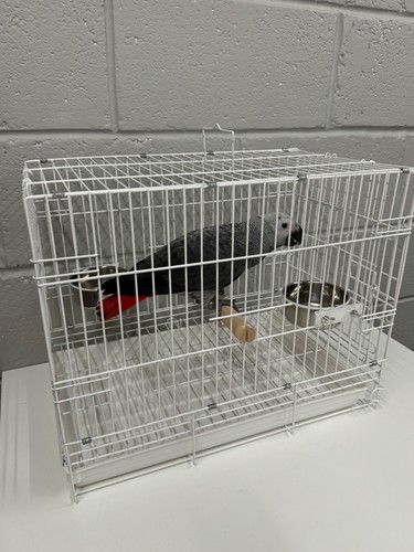 Parrot supplies travel cage - parrot,