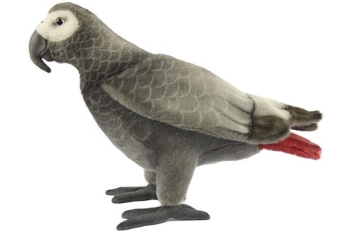 Hansa african grey parrot bird - african,