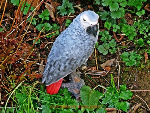 Large size african grey - size,