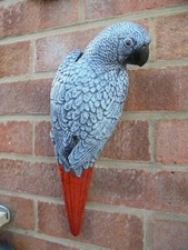 African Grey Parrot wall