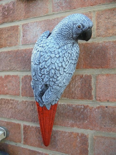African grey parrot wall - parrot,