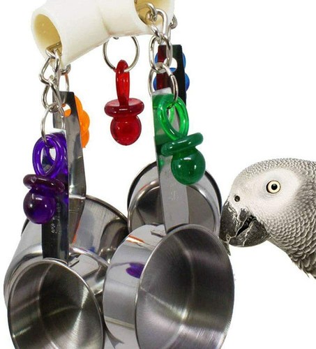 Pan clacker parrot - clacker, african