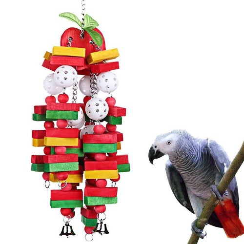 Large bird parrot - parrot, for