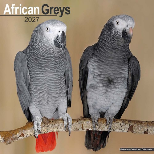2027 african grey parrot - grey,