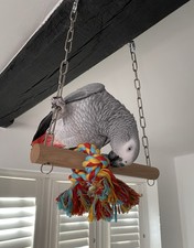 PARROT SWING WITH KNOTTED ROPE