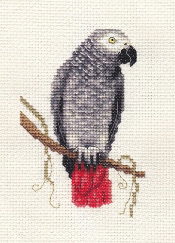 African grey parrot - grey, parrot,