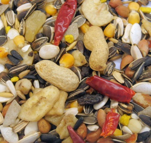 Kilo tropical parrot bird - kilo,