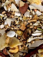 JOHNSTON AND JEFF AFRICAN GREY