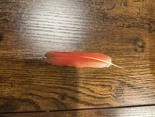 African Grey Parrot Red Tail