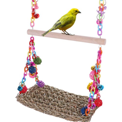 Parrot swing african grey - african,