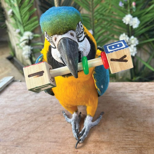 Abc parrot rattle foot toy - parrot,