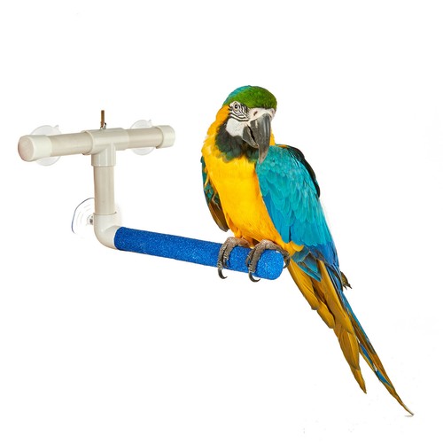 Rainforest parrot bird - parrot, window