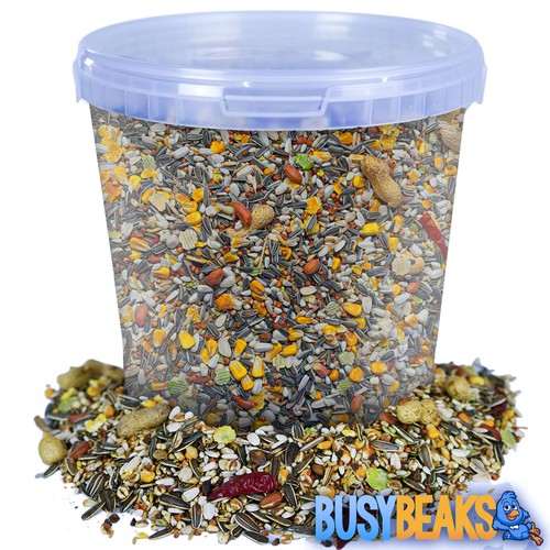 Busybeaks african grey parrot - busybeaks,