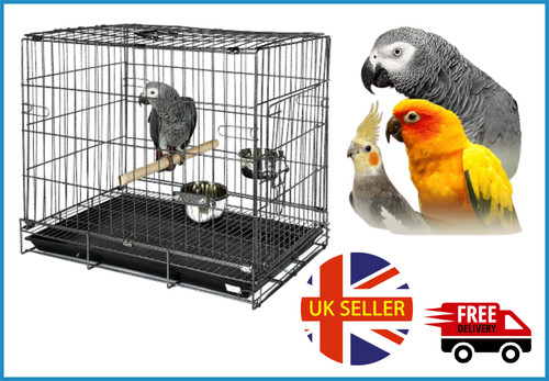 African grey bird - bird, parrot