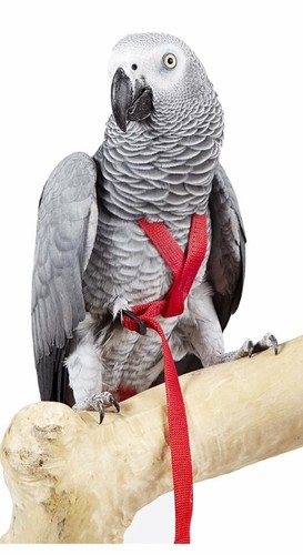 Avian adventure parrot harness - adventure,