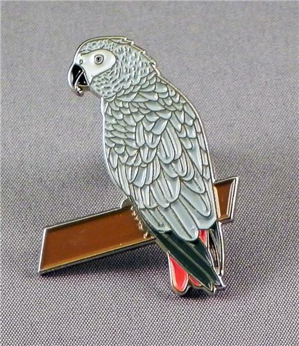 African grey parrot bird - african,