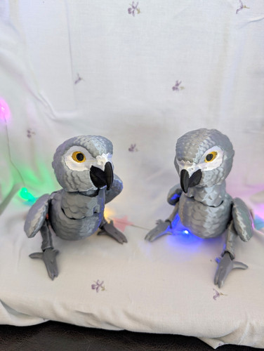 Printed african grey - 3d,