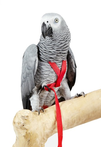 Adventure bound pet - bound,