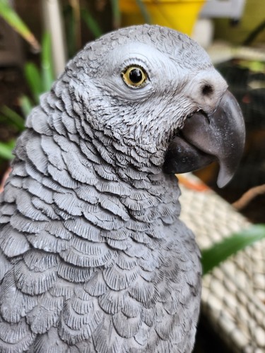 Vivid arts african grey parrot - vivid,