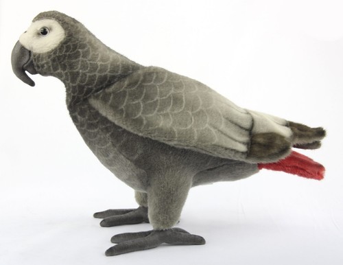African grey parrot - parrot, toy
