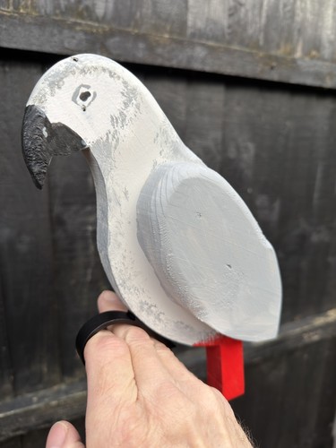 African grey parrot - ,