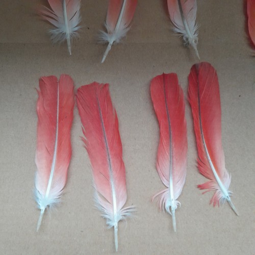 African grey parrot feathers - grey,