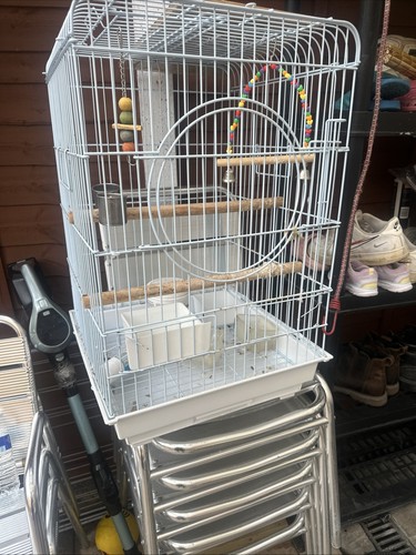 African grey parrot - parrot, cage