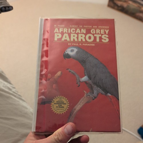 African grey parrots - grey,